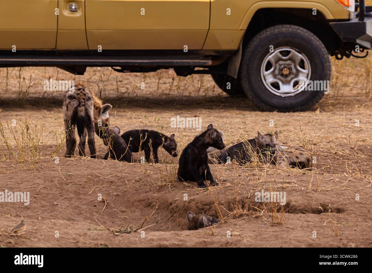 Les petits Hyena explorent leur antre dans le parc national du Serengeti en Tanzanie, près d'un véhicule de safari, apprenant des techniques de survie. Banque D'Images