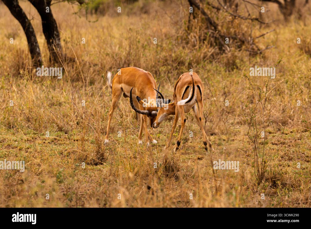 Deux impalas mâles enferment des cornes dans un différend territorial dans le parc national du Serengeti, en Tanzanie. Banque D'Images
