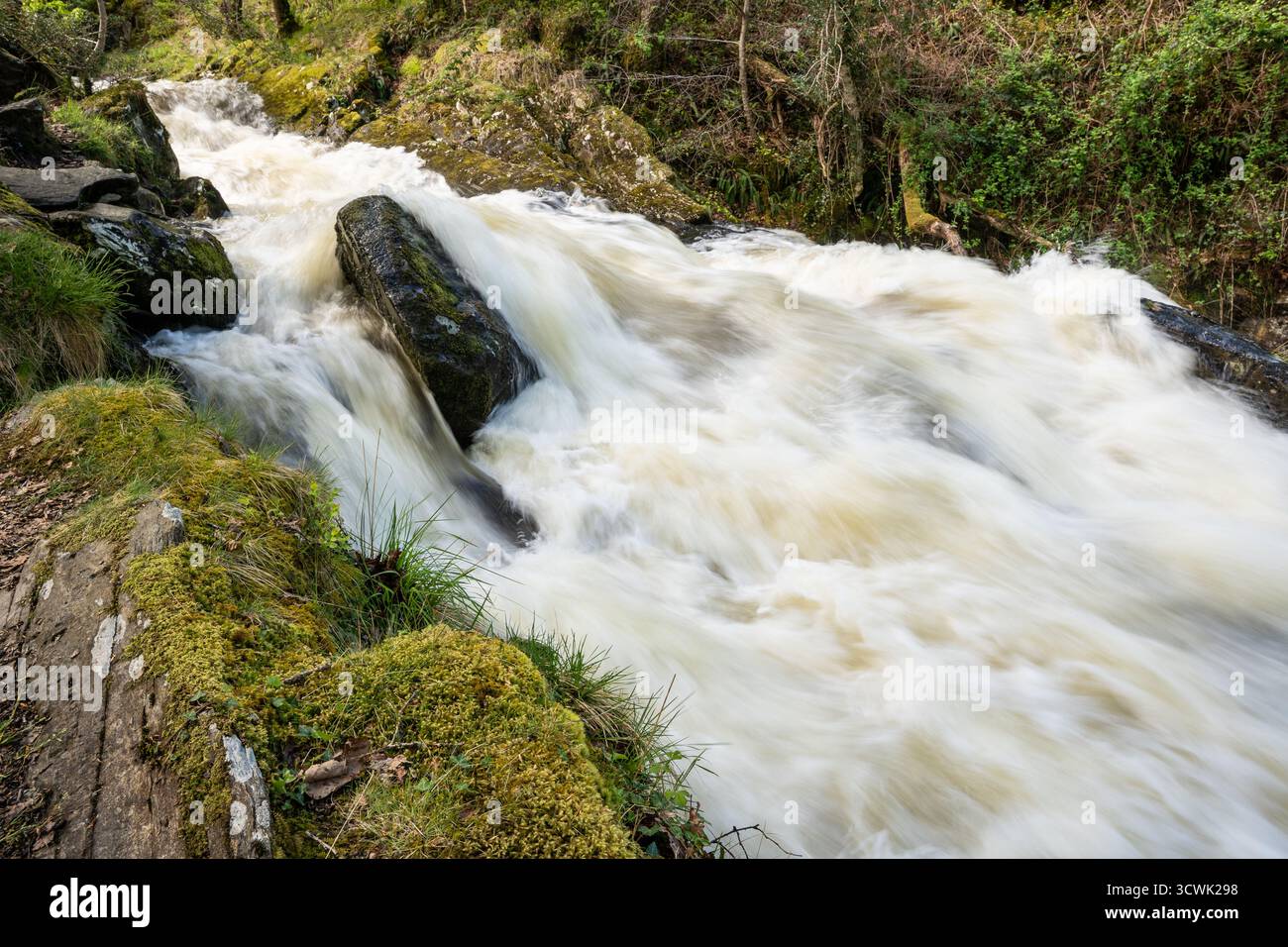 Un ruisseau à écoulement rapide coule en cascade sur des roches couvertes de mousse dans un cadre boisé Banque D'Images