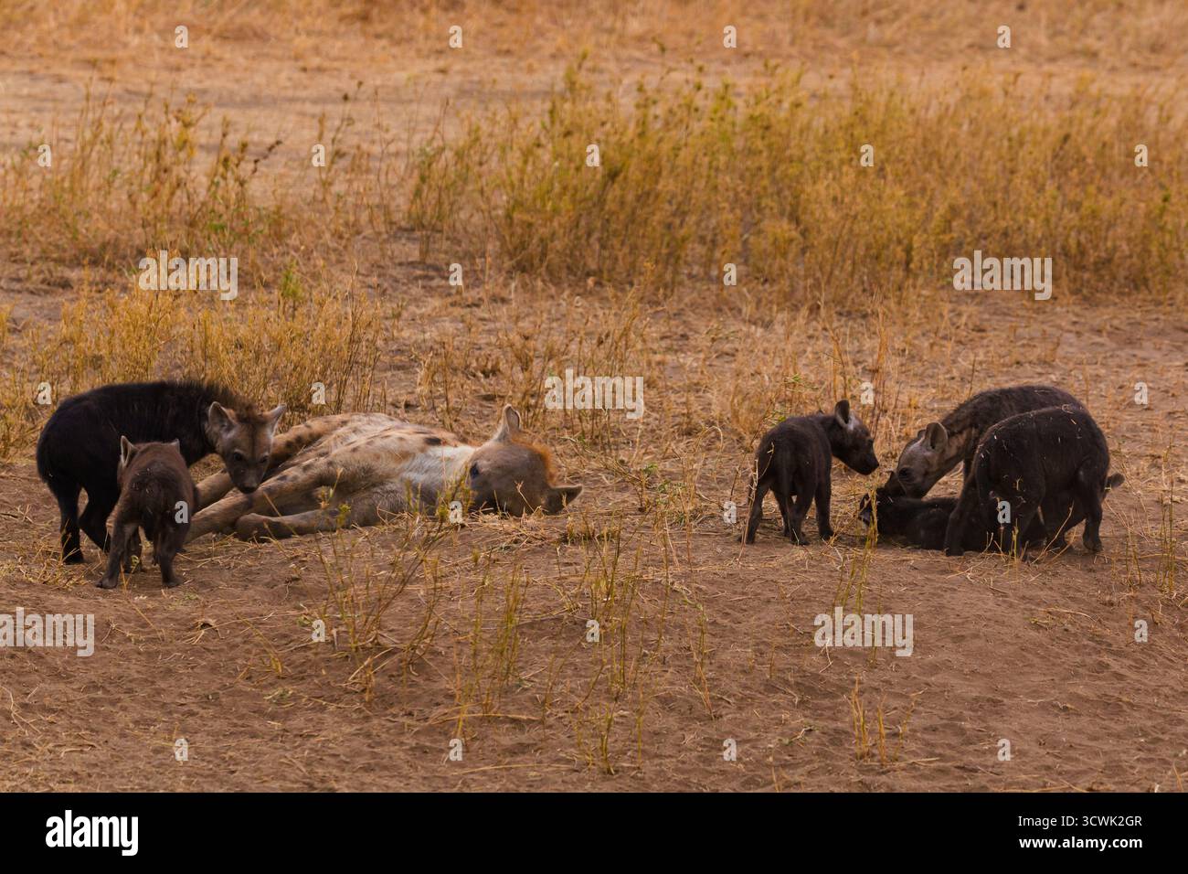 Une hyène tachetée repose alors que ses petits jouent dans le parc national du Serengeti, en Tanzanie. Les petits explorent leur environnement. Banque D'Images
