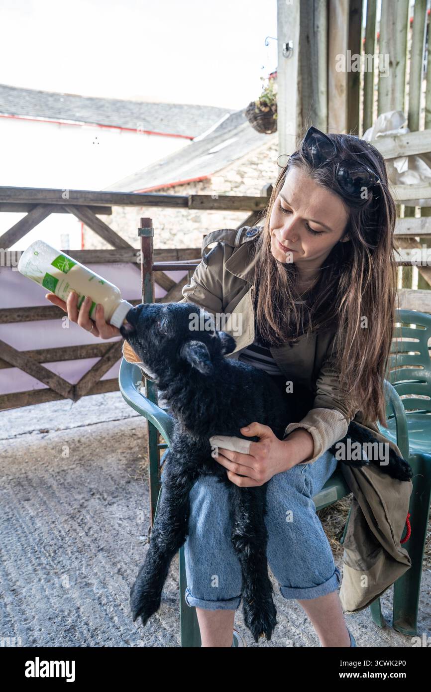 Femme nourrissant l'agneau noir avec bouteille au café en plein air Banque D'Images