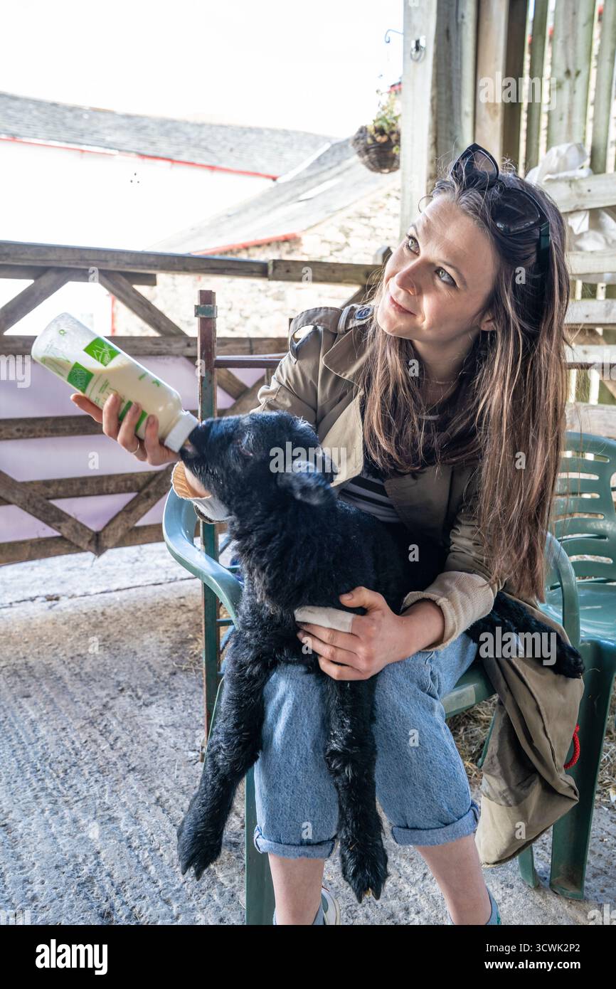 Jeune femme biberon nourrissant l'agneau noir à la ferme dans Lake District Banque D'Images
