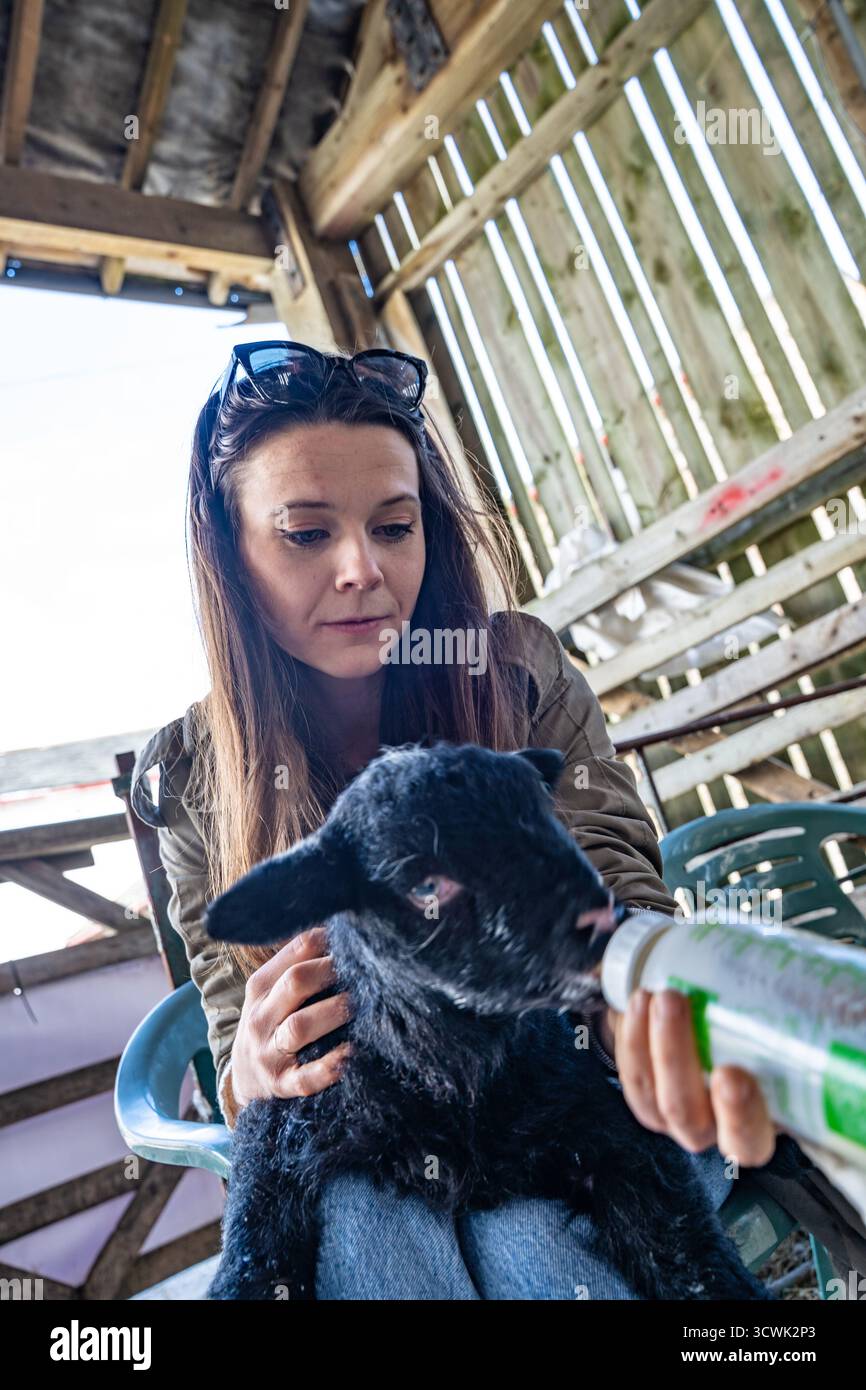 Bouteille femme nourrissant l'agneau noir dans un abri de ferme en bois Banque D'Images