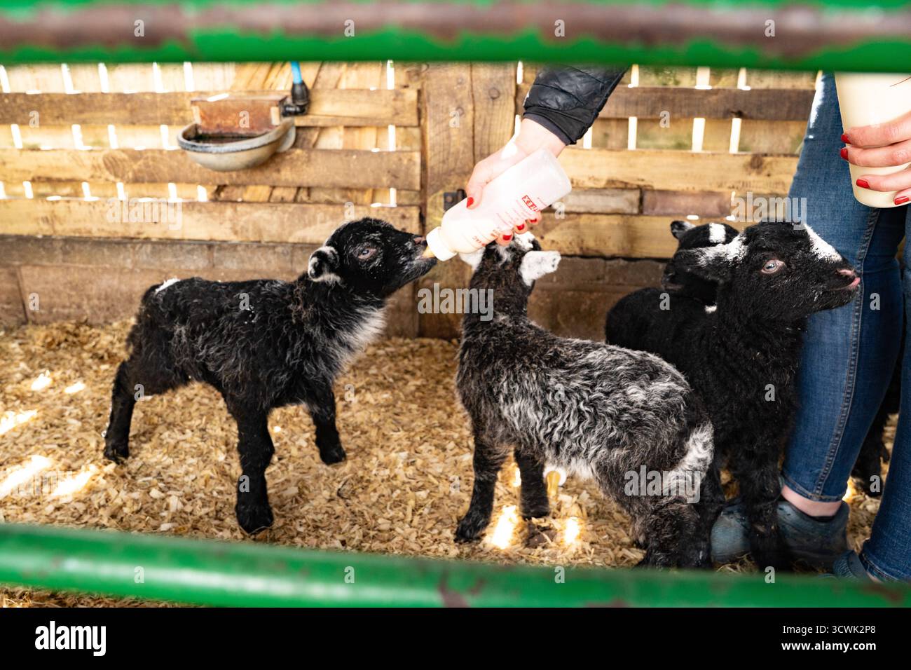 Bouteille fermière nourrissant les agneaux nouveau-nés dans un stylo de grange avec clôture en bois Banque D'Images