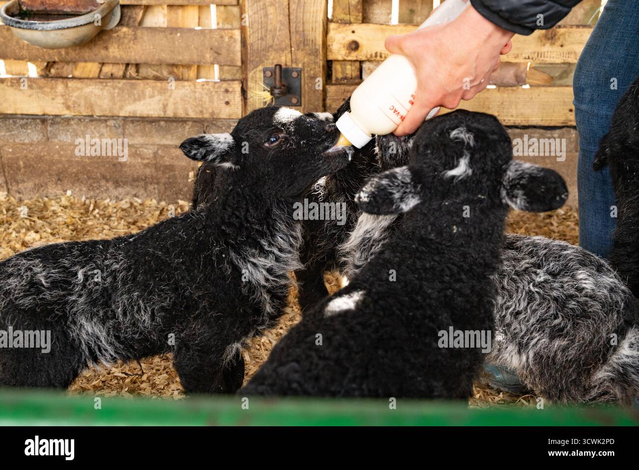 Biberon fermier nourrissant les veaux noirs nouveau-nés dans un cadre rustique de ferme Banque D'Images