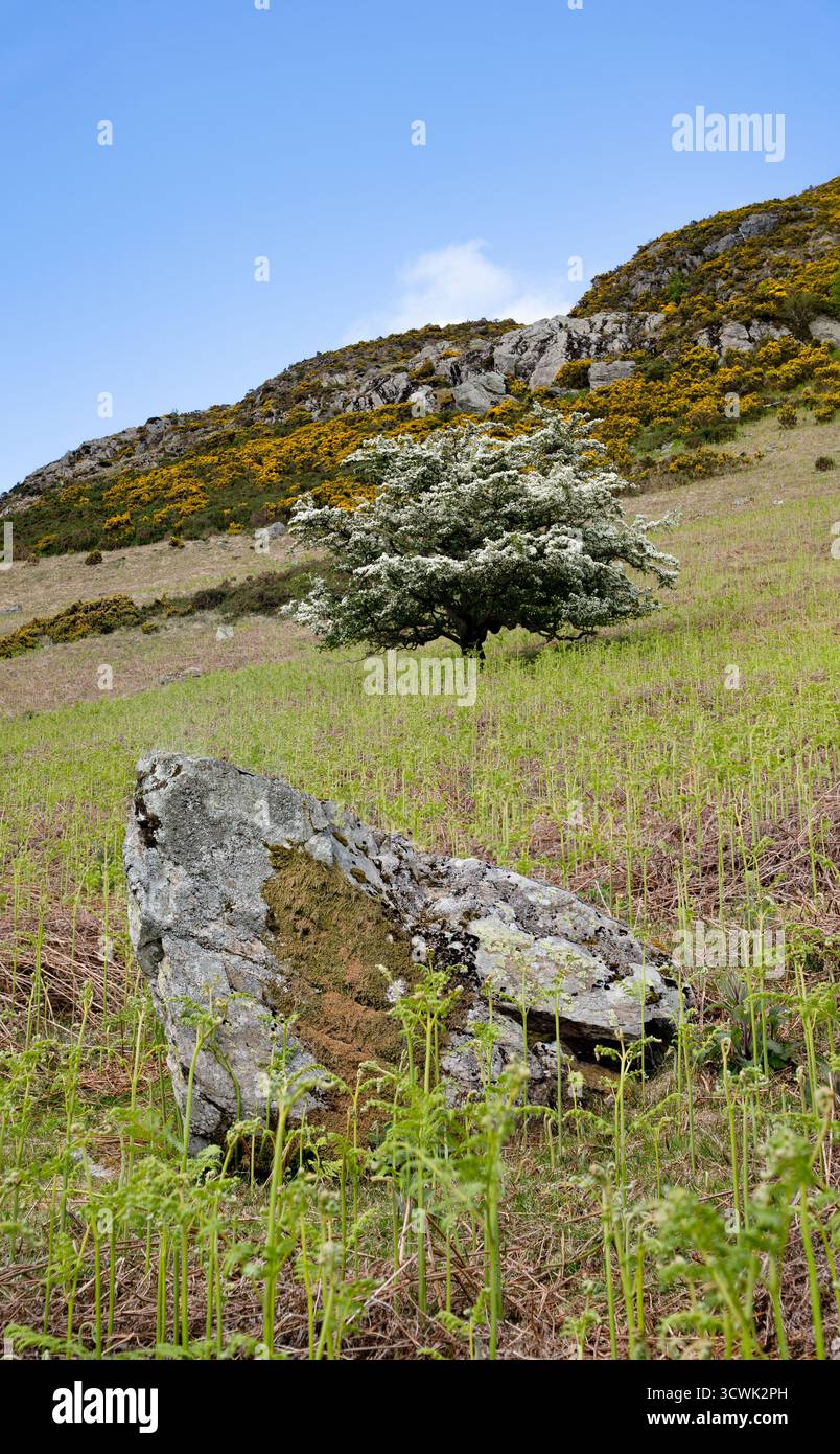 Paysage printanier avec fleurs d'aubépine et gorges sur Lake District Fellside Banque D'Images