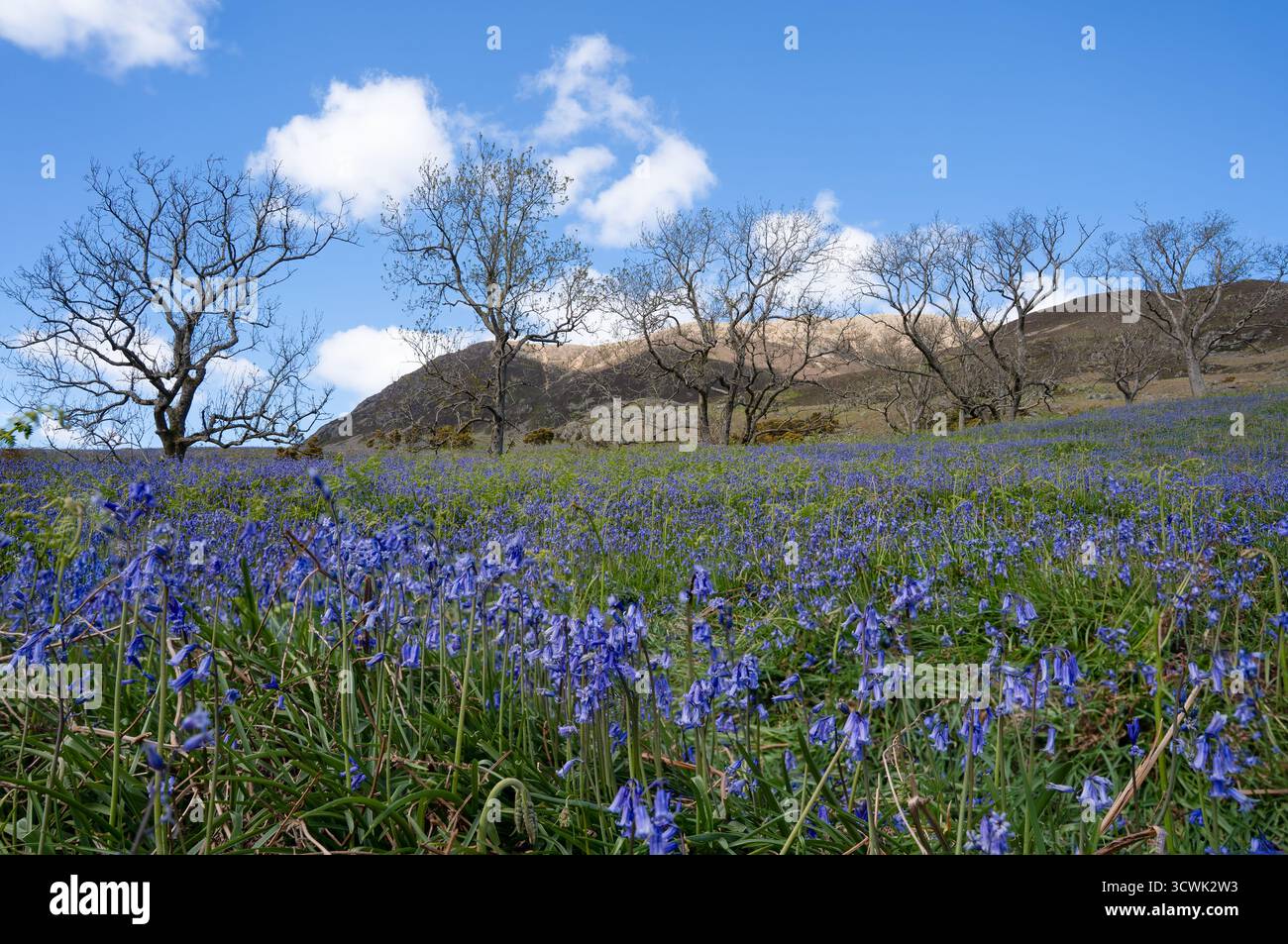 Bluebells tapis de colline prairie avec des arbres nus et des cloches roulantes sous le ciel bleu Banque D'Images