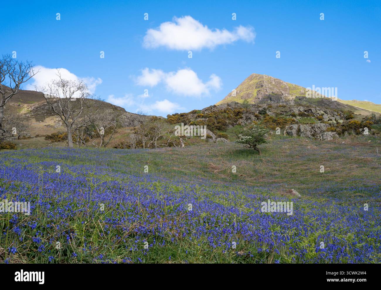 Des cloches bleues tapissent une prairie à flanc de colline sous des chutes accidentées dans le paysage printanier du Lake District Banque D'Images