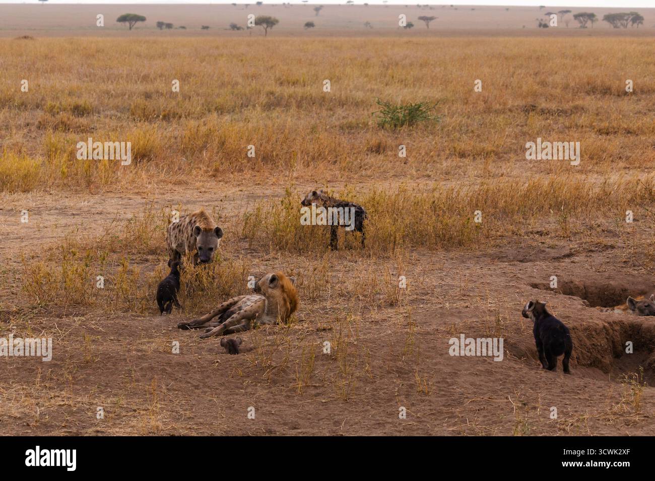 Un clan de hyènes tachetées et leurs oursons sont vus socialiser près de leur antre dans le parc national du Serengeti, en Tanzanie. Banque D'Images