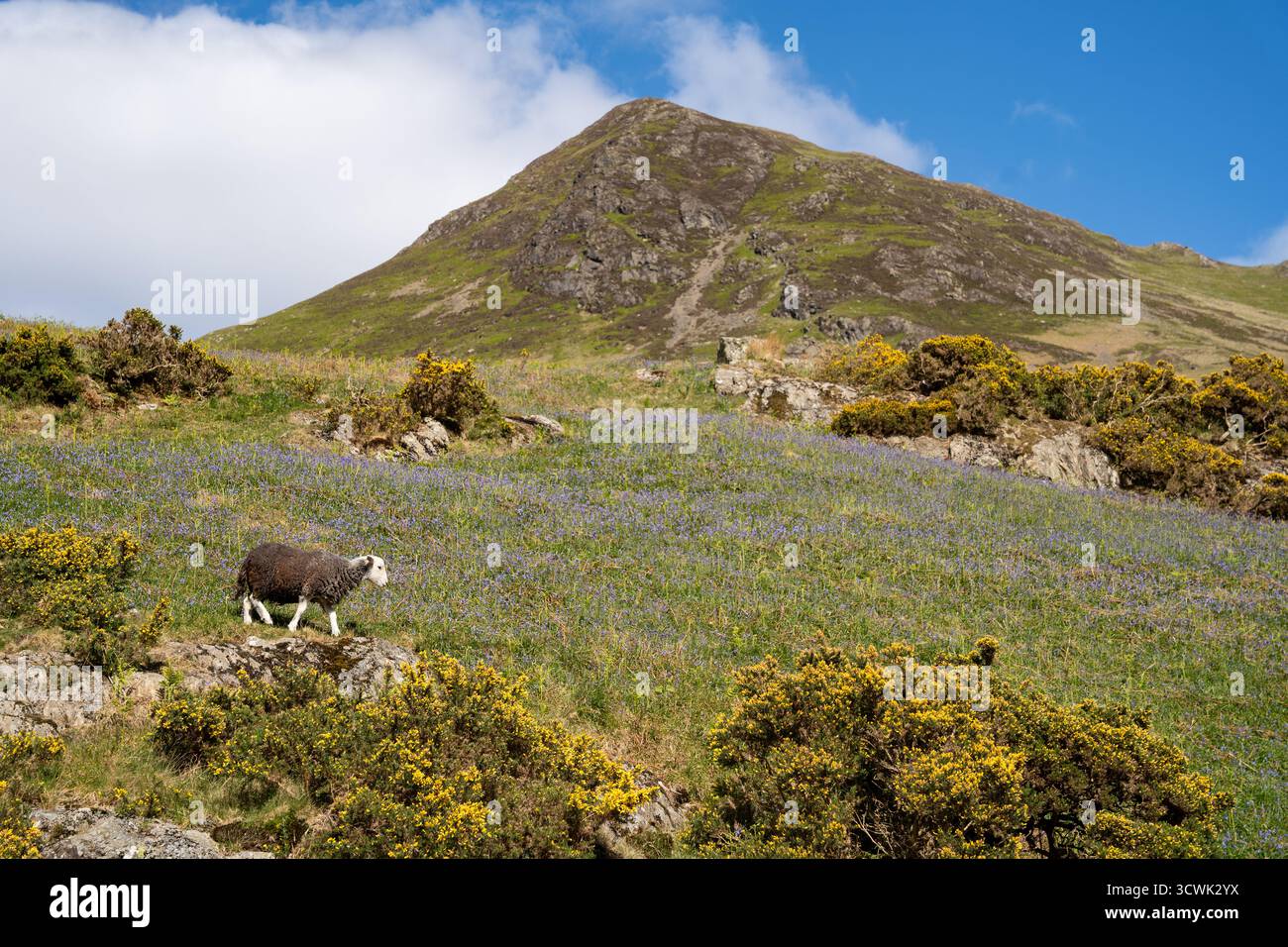 Herdwick moutons pâturant parmi les bluebells et gorse sur Lake District est tombé Banque D'Images