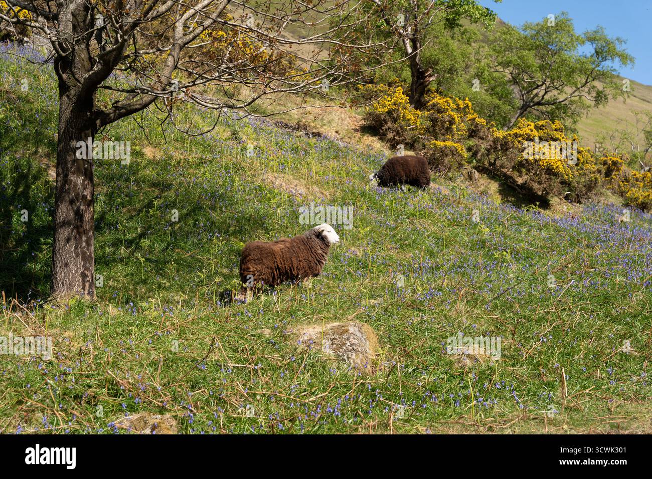 Moutons de Herdwick paissant parmi les grosses cloches et les gorges dans la campagne printanière du Lake District Banque D'Images