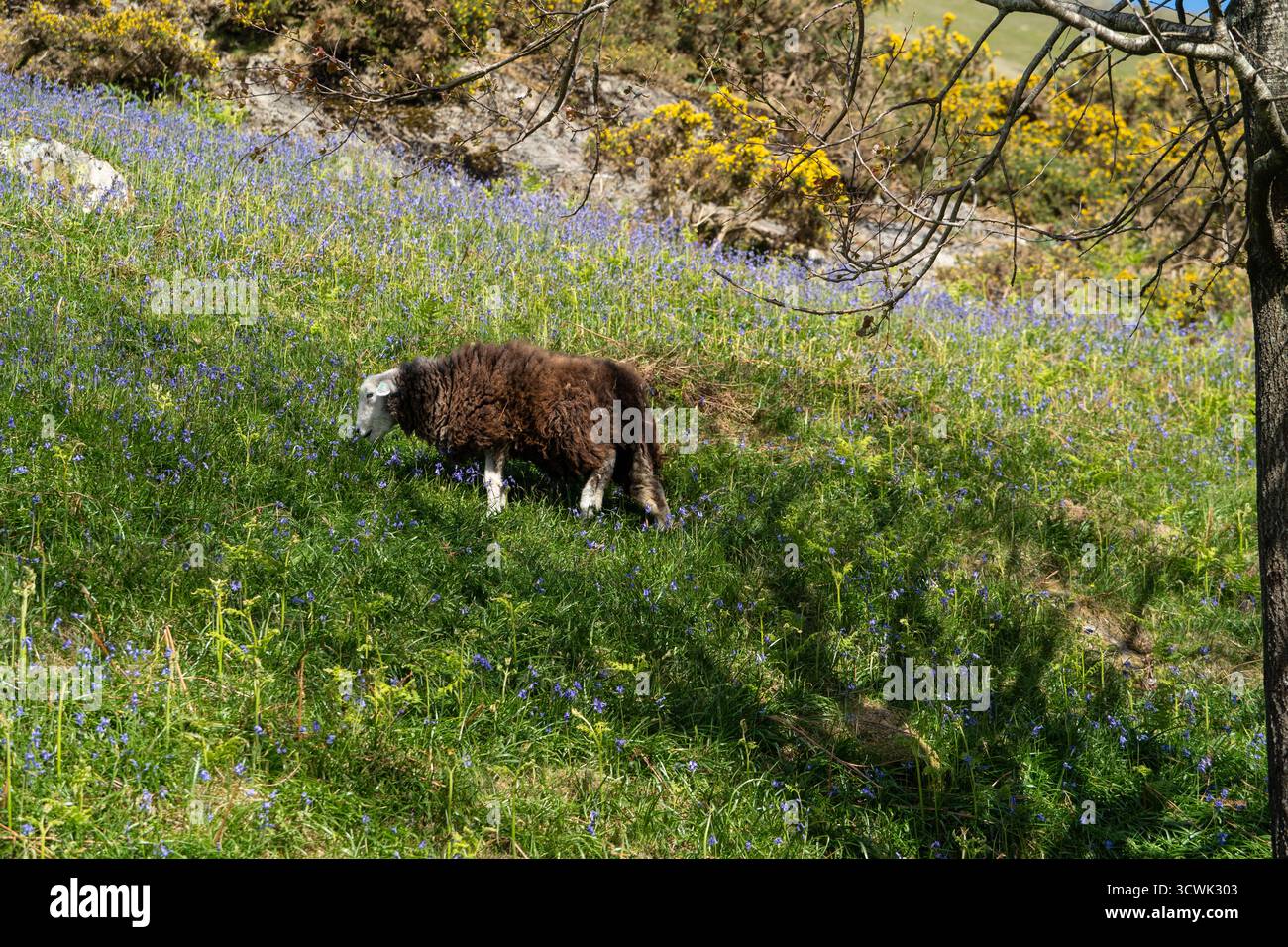 Moutons de Herdwick qui paissent parmi les grosses cloches dans la forêt du Lake District au printemps Banque D'Images