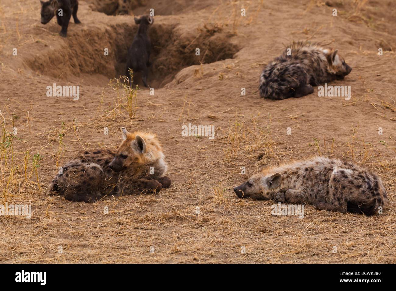 Les adultes hyènes tachetées se reposent près de leur antre tandis que leurs oursons jouent dans le parc national du Serengeti, en Tanzanie. Ils se reposent pour économiser de l'énergie. Banque D'Images