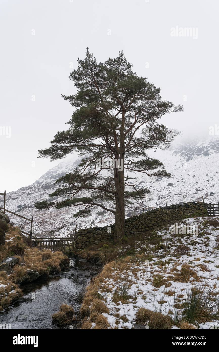 Seul pin écossais à côté d'un ruisseau de montagne dans le paysage hivernal enneigé du Lake District Banque D'Images