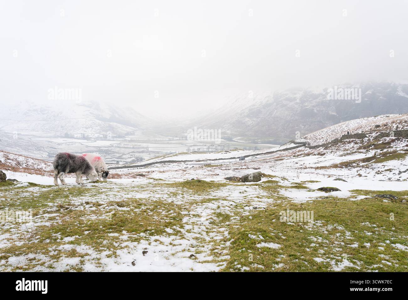 Moutons de Herdwick qui paissent sur des fées enneigées dans le paysage hivernal de la région du lac brumeux Banque D'Images