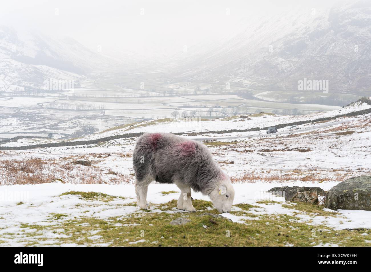 Les moutons Herdwick pâturant sur la neige sont tombés dans le paysage hivernal du Lake District Banque D'Images