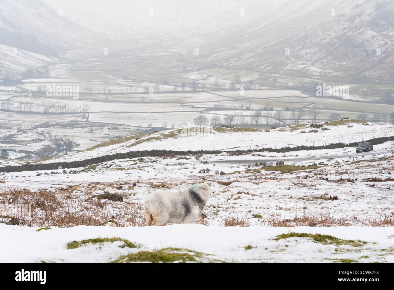 Les moutons de Herdwick dans le district enneigé du lac sont tombés dans le paysage avec des murs de pierre sèche Banque D'Images