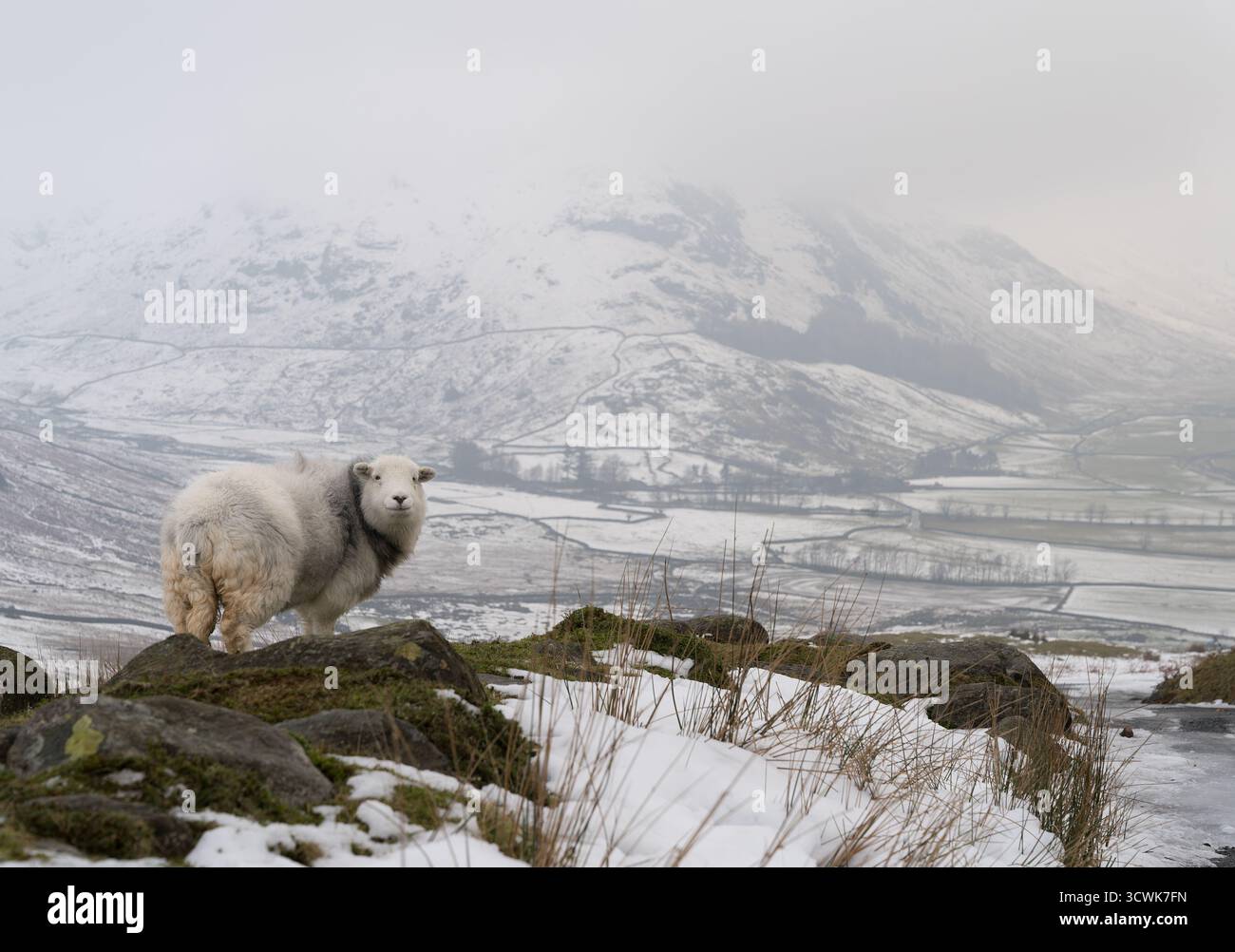 Herdwick mouton sur neige est tombé avec un paysage montagneux spectaculaire dans le Lake District Banque D'Images