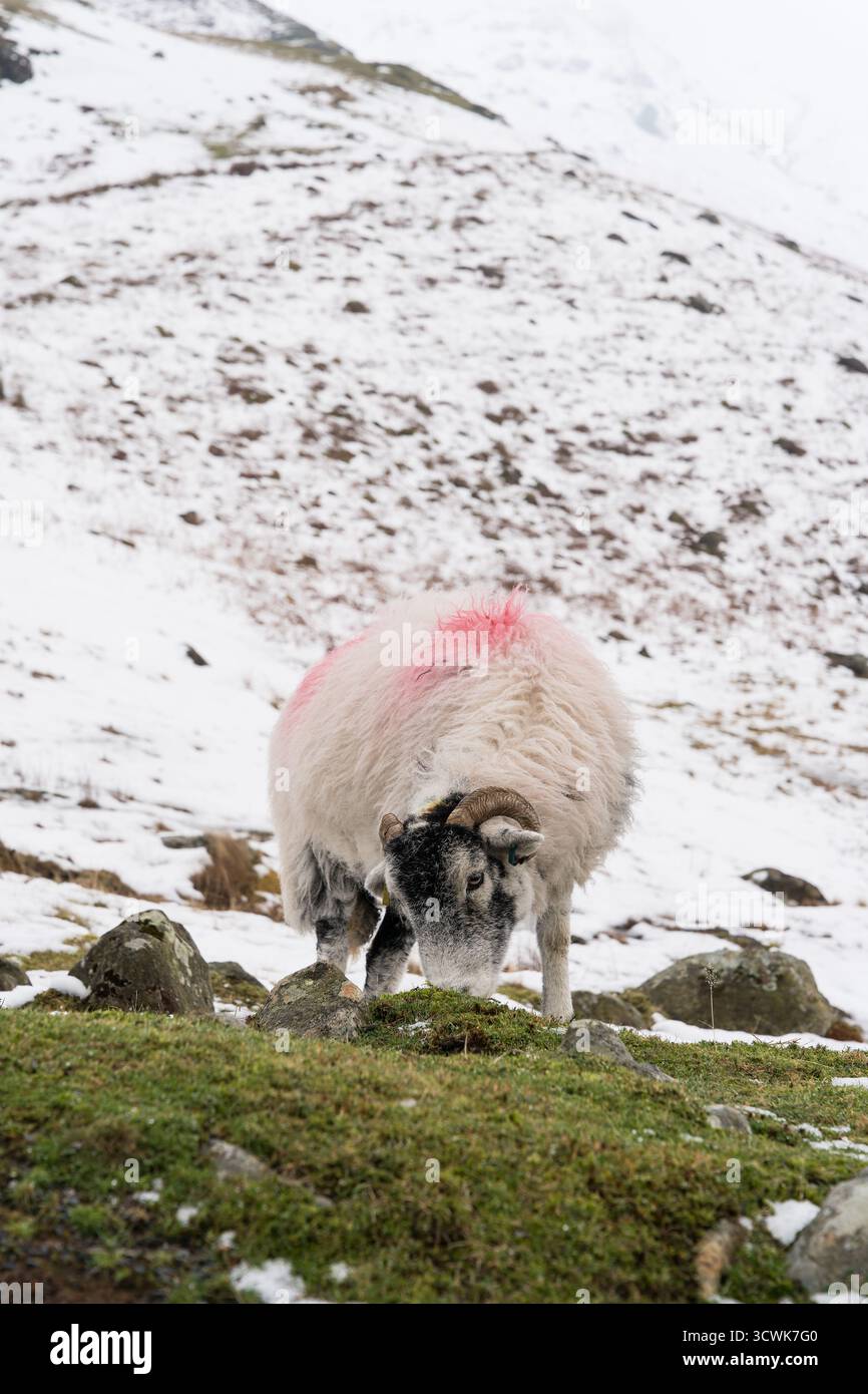Herdwick Sheep dans le quartier enneigé de Lake District est tombé paysage avec des murs de pierre et des vues sur la vallée Banque D'Images