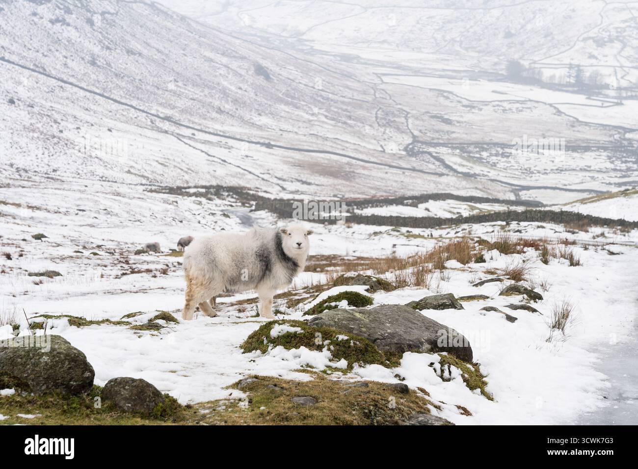 Herdwick Sheep dans le quartier enneigé de Lake District est tombé paysage avec des murs de pierre et des vues sur la vallée Banque D'Images