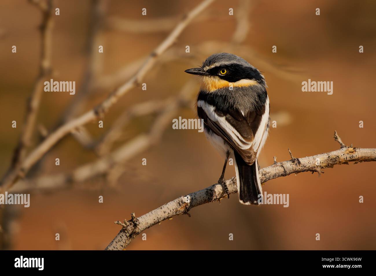 Pririt batis (Batis pririt) aussi Pririt puff-back flycatcher ou Pririt puffback, petit passereau petit oiseau stout mangeur d'insectes résidant dans le sud De L'A Banque D'Images