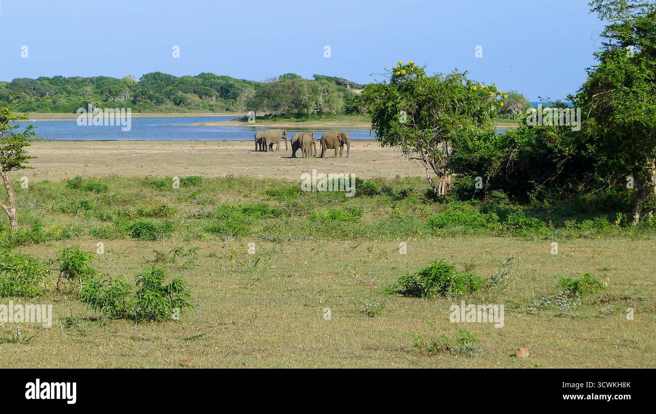 Les éléphants errent dans la jungle sri-lankaise Banque D'Images