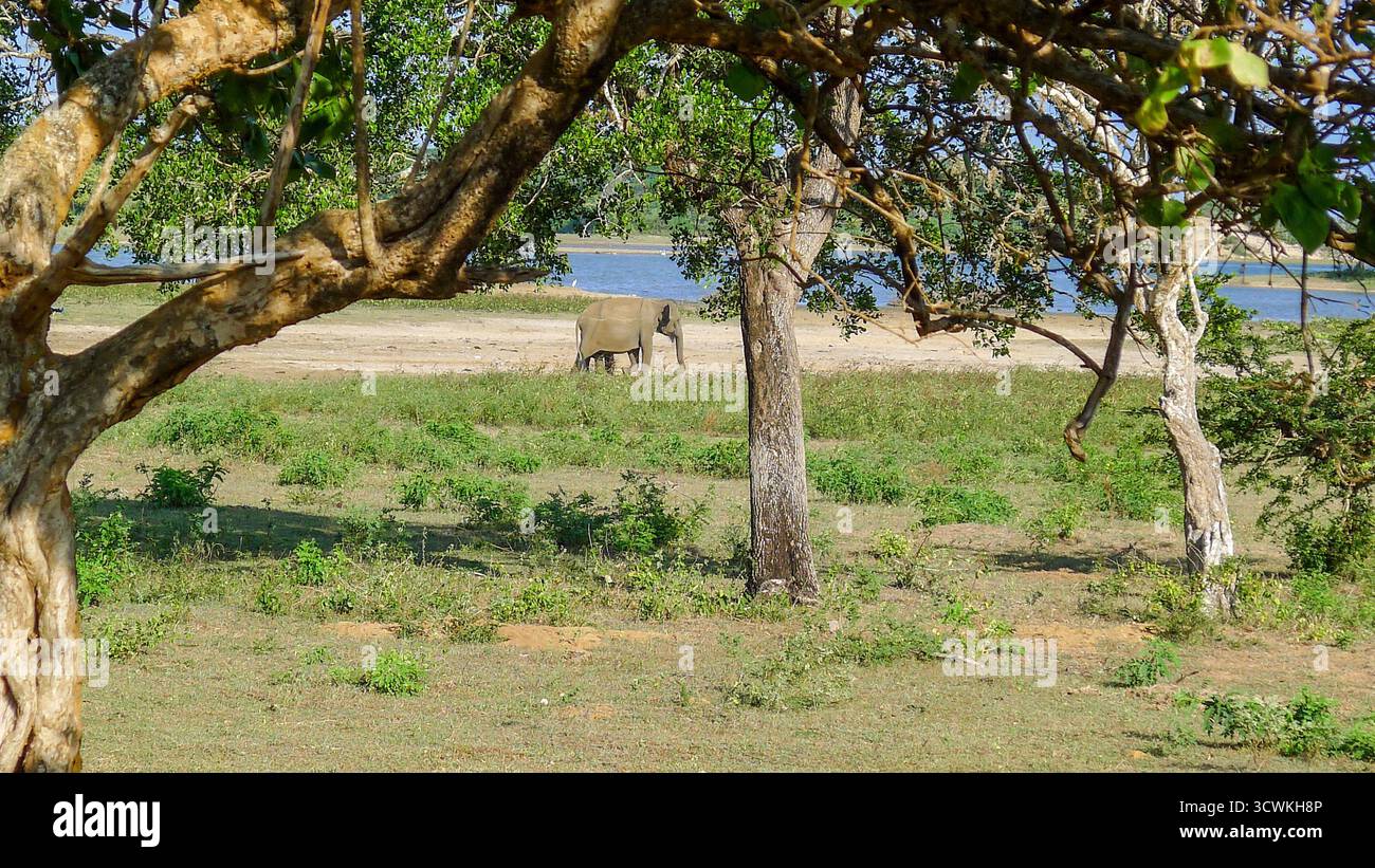 Les éléphants errent dans la jungle sri-lankaise Banque D'Images