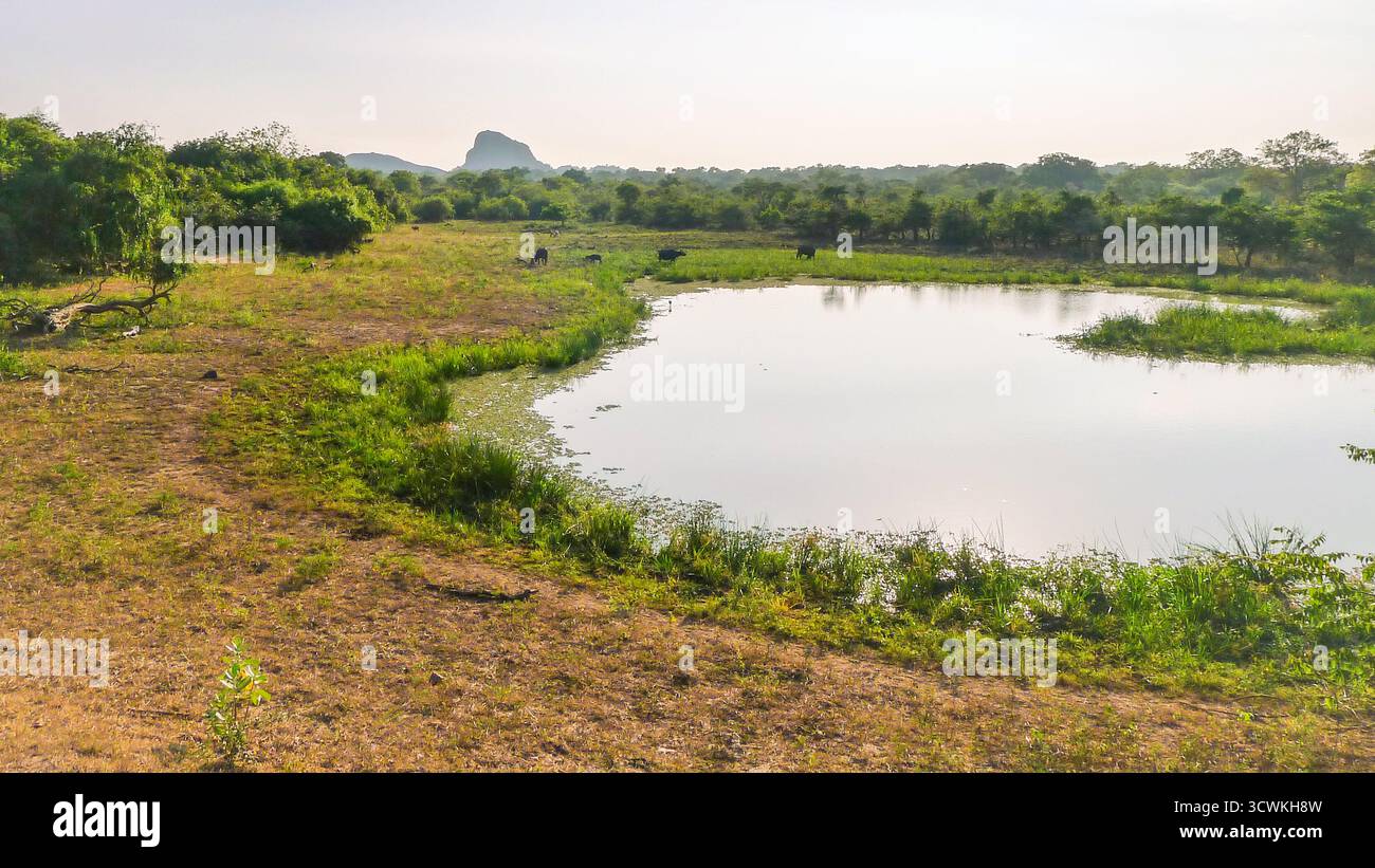 Nature sauvage du Sri Lanka avec vue sur le lac Banque D'Images