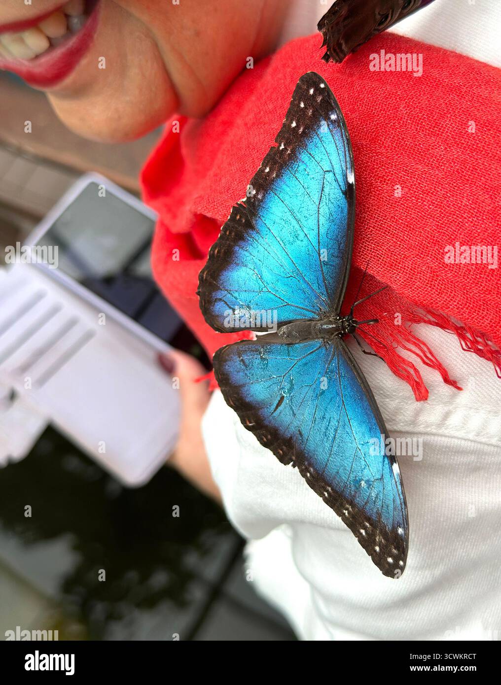 Un papillon bleu vif Morpho Helenor perché sur l'épaule d'une femme, contrastant avec une écharpe rouge et montrant ses ailes vibrantes Tenerife Canaries Banque D'Images