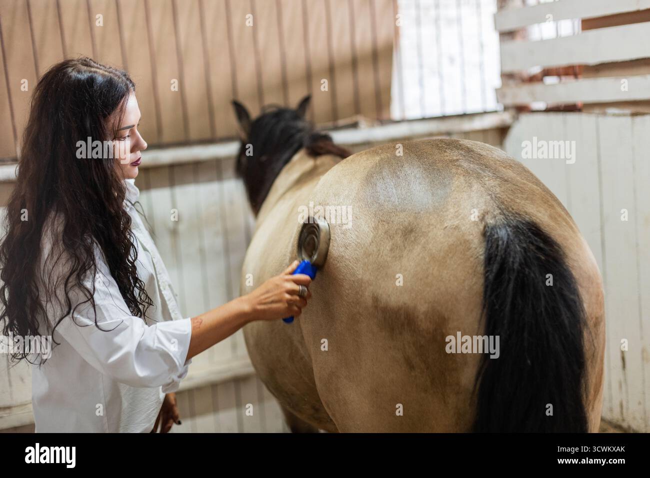 Femme toilettant Un cheval en écurie, brossant son dos pour les soins et l'hygiène. Soins de cheval dans stable, femme brossant cheval pour l'hygiène et le collage. Banque D'Images