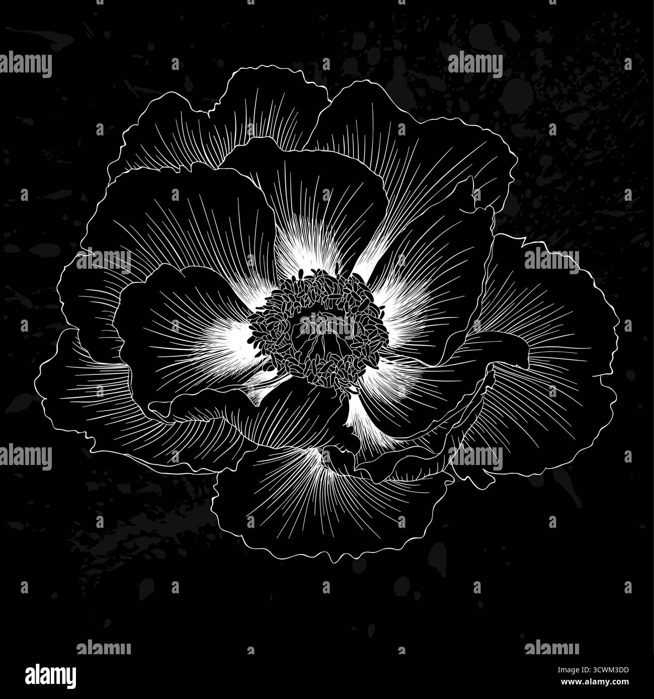 Belle fleur monochrome noir et blanc plante Paeonia arborea (pivoine d'arbre) isolée Illustration de Vecteur