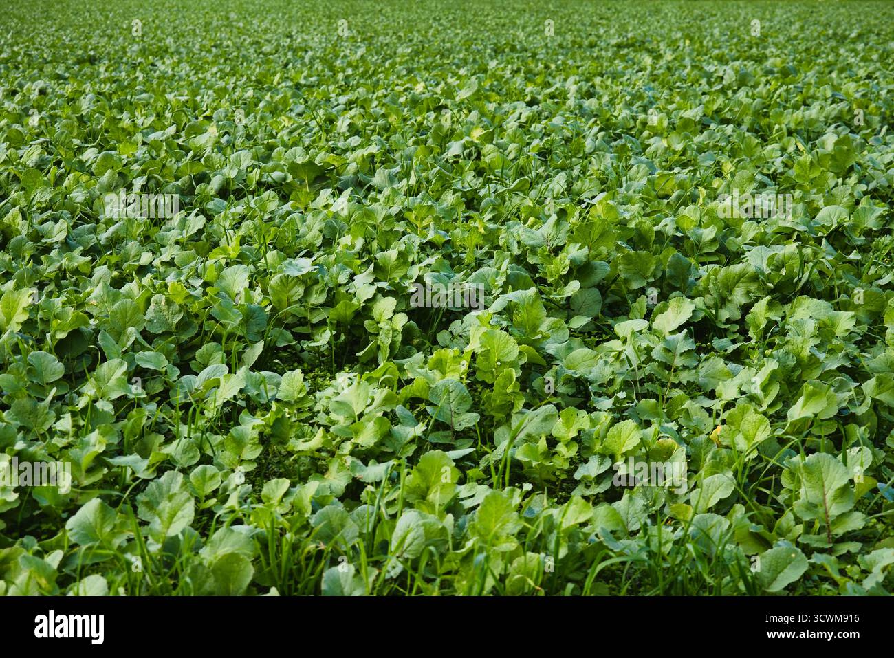 Champ de culture de couverture verte avec des plantes feuillues poussant densément pour une agriculture durable Banque D'Images Champ de culture de couverture verte avec des plantes feuillues poussant densément pour une agriculture durable Banque D'Images