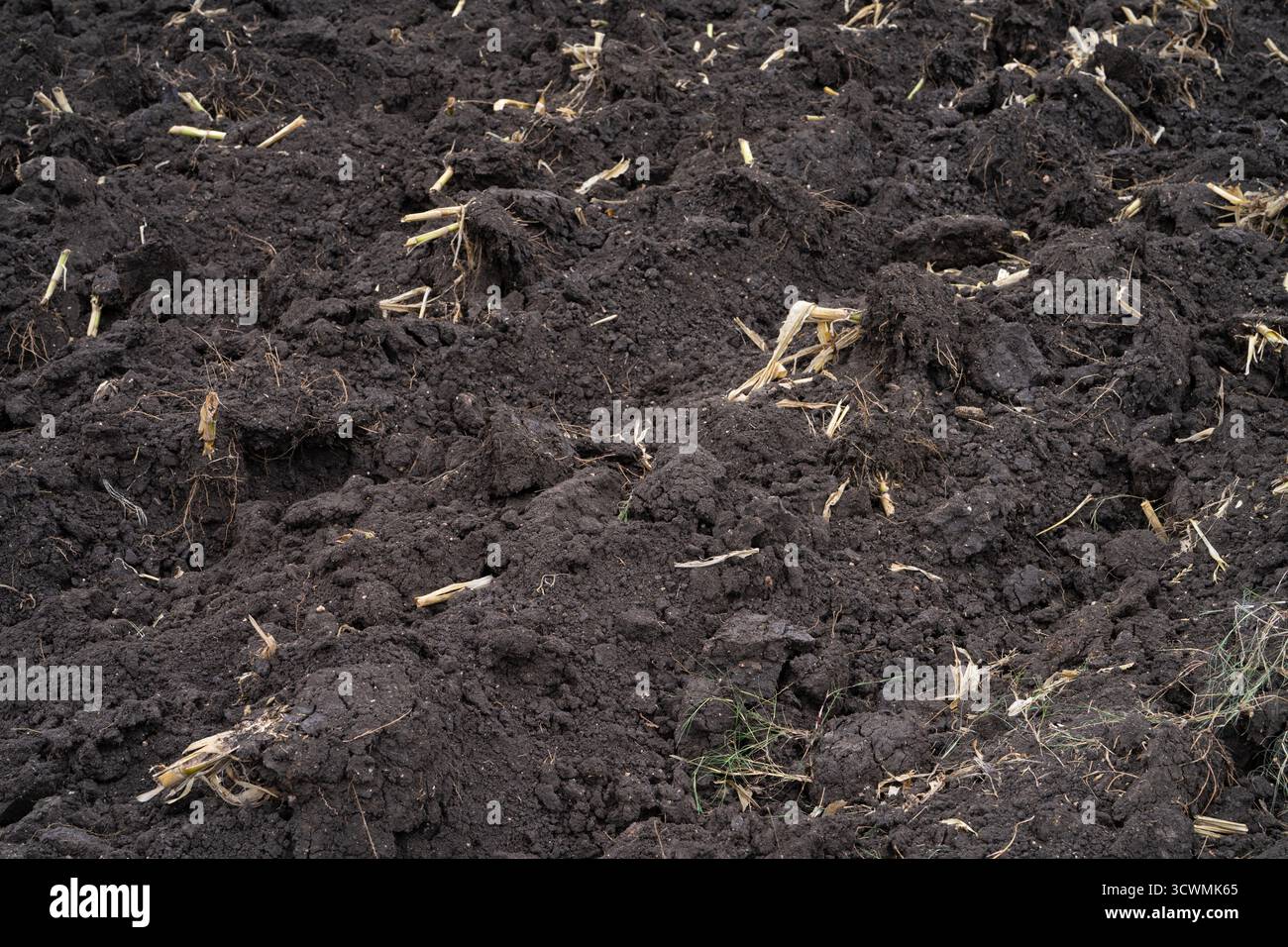Champ agricole labouré après la récolte de canne à sucre avec un sol brun riche préparé pour de nouvelles plantations. Sécurité alimentaire, santé des sols et agriculture durable Banque D'Images