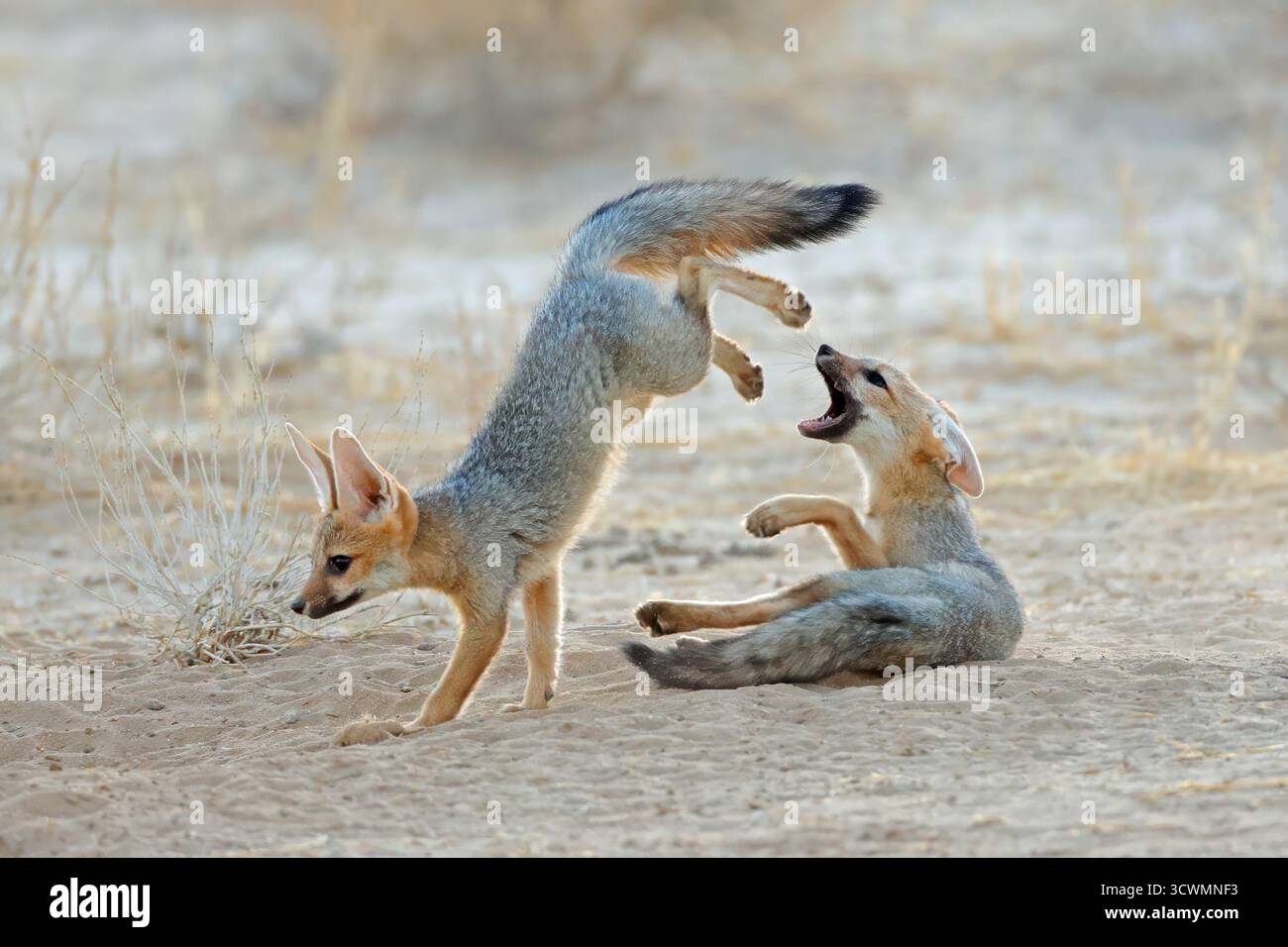 Une paire de jeunes renards du Cap (Vulpes chama) jouant, désert du Kalahari, Afrique du Sud Banque D'Images
