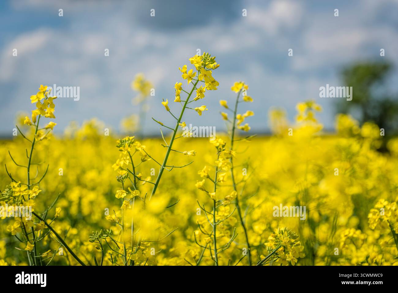Gros plan de fleurs de canola contre un ciel bleu Banque D'Images