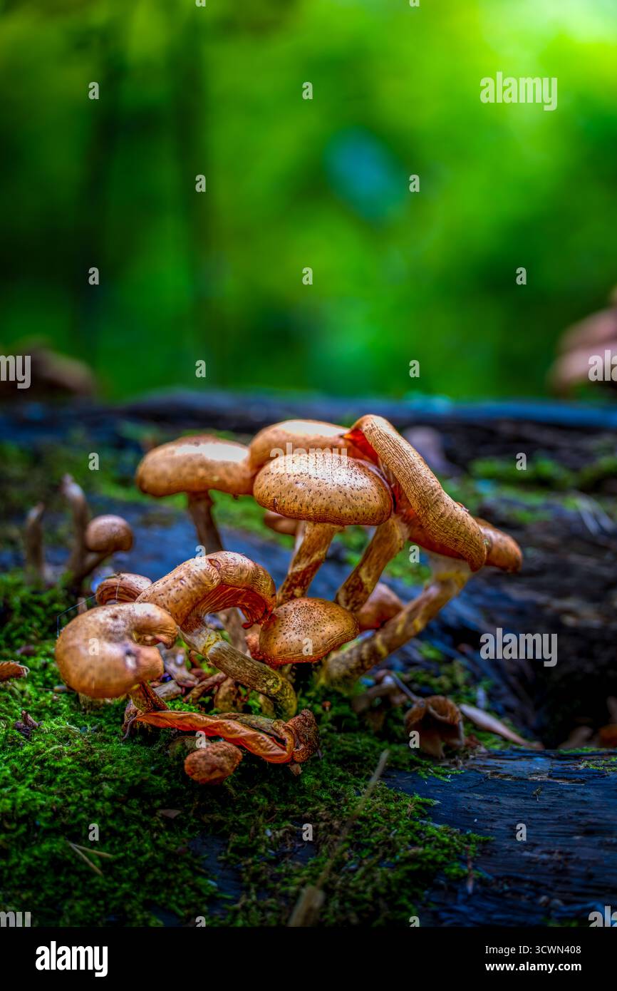 Grappe de champignons sauvages poussant sur une bûche couverte de mousse dans la forêt verte luxuriante Banque D'Images