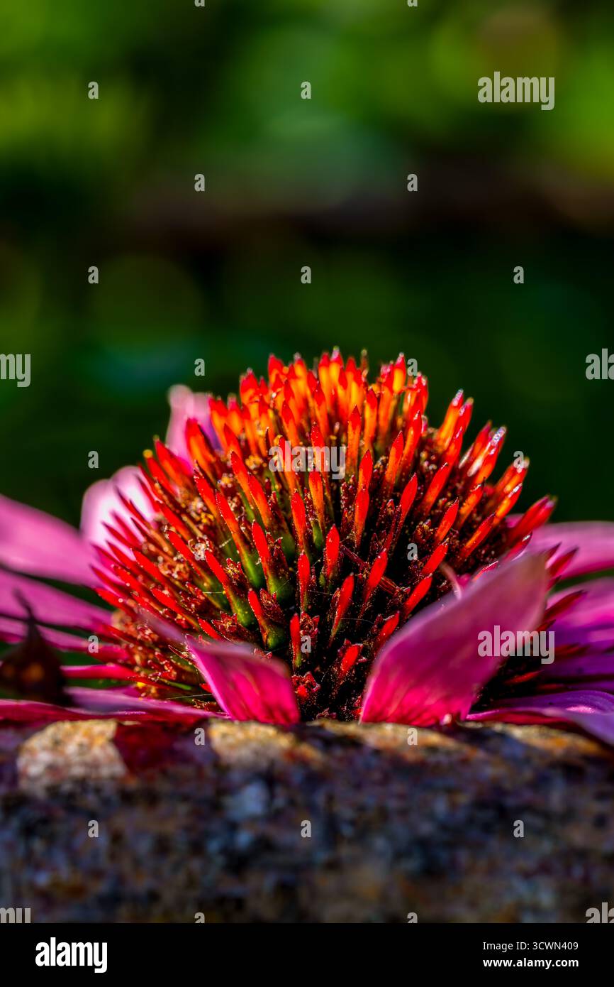 Macro gros plan de Violet et Orange Coneflower Bloom vibrant à la lumière naturelle du soleil avec fond bokeh vert doux Banque D'Images