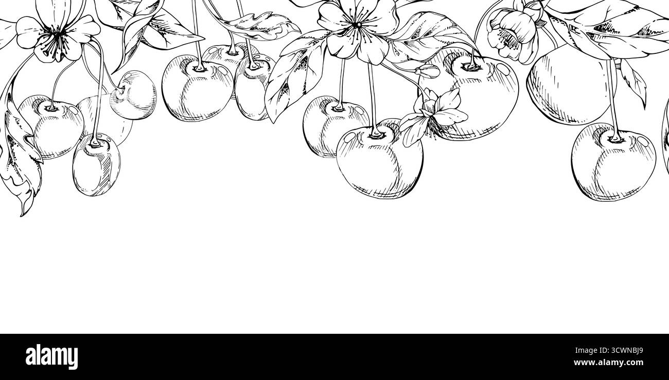 Cerise aigre douce avec feuilles de plantes, fleurs blanches, encre vectorielle dessinée à la main, baie en grappes sur les branches. Illustration de guirlande de bannière sans couture Illustration de Vecteur