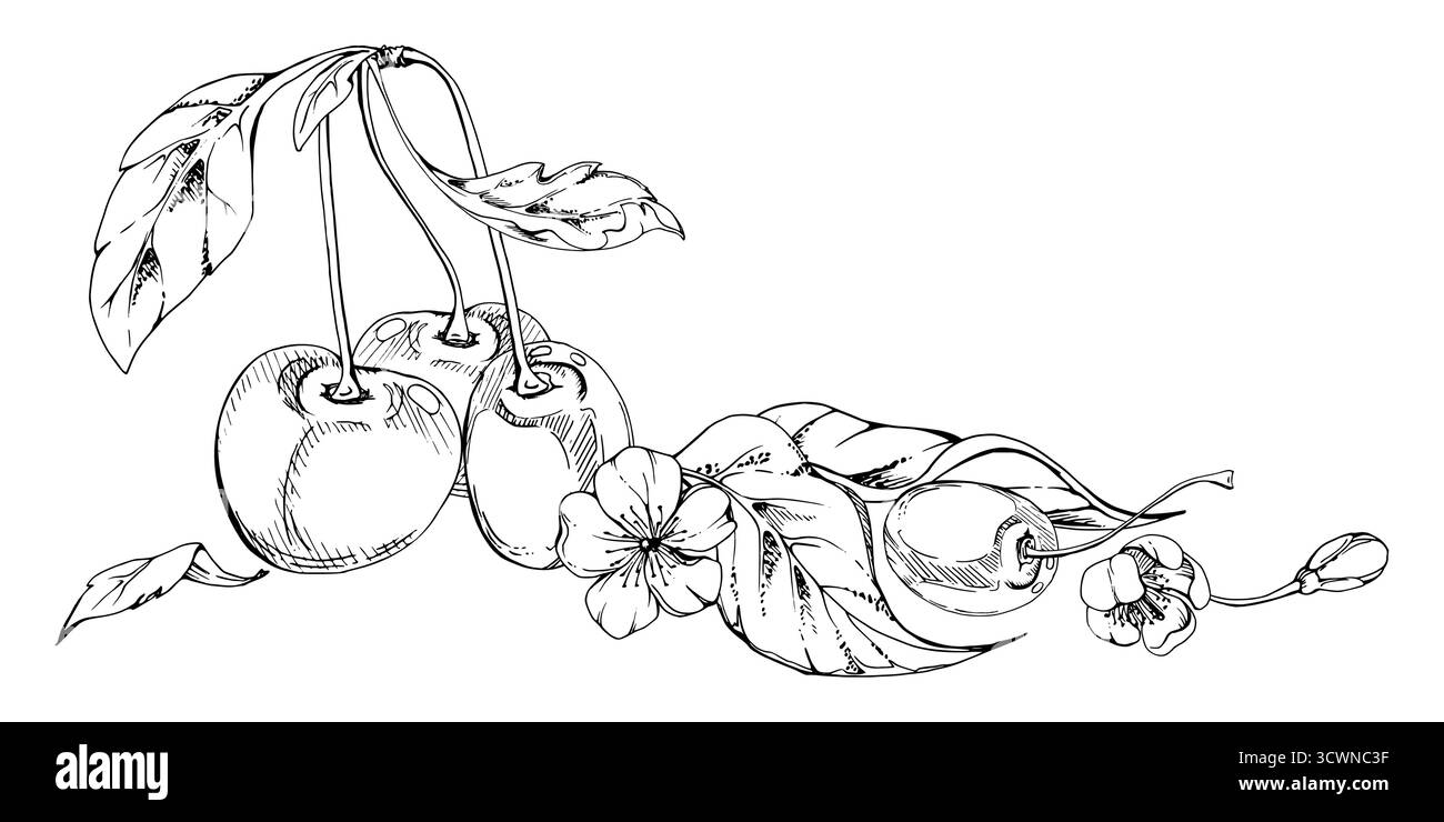 Cerise aigre douce avec feuilles de plantes, fleurs blanches, baies cerises en grappes sur tiges, encre vectorielle dessinée à la main. Illustration de composition isolée Illustration de Vecteur