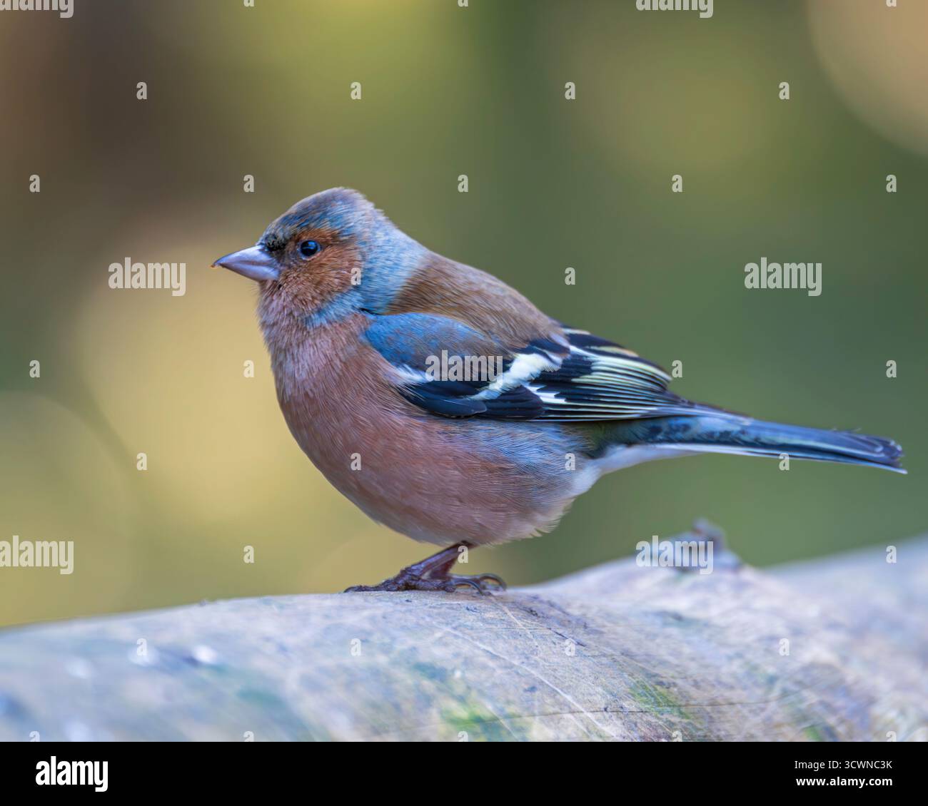 Un Chaffinch eurasien (Fringilla coelebs) perché sur une bûche chez Paul Fowlies Photography se cache à Hawes, Yorkshire, Angleterre, Grande-Bretagne, Royaume-Uni. Banque D'Images