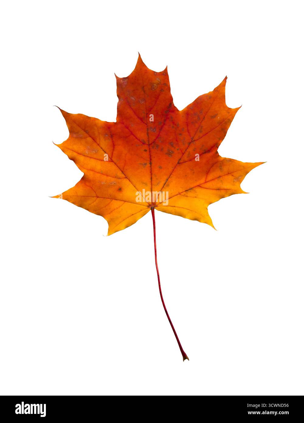 Une feuille d'érable d'automne isolée. Une feuille d'érable découpée jaune et rouge. Banque D'Images
