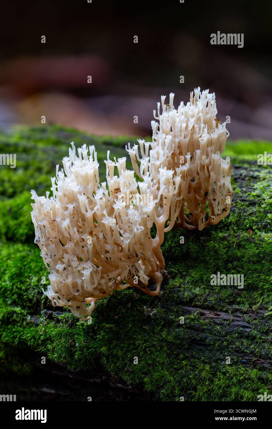 Champignon corallien à bout de couronne Banque D'Images