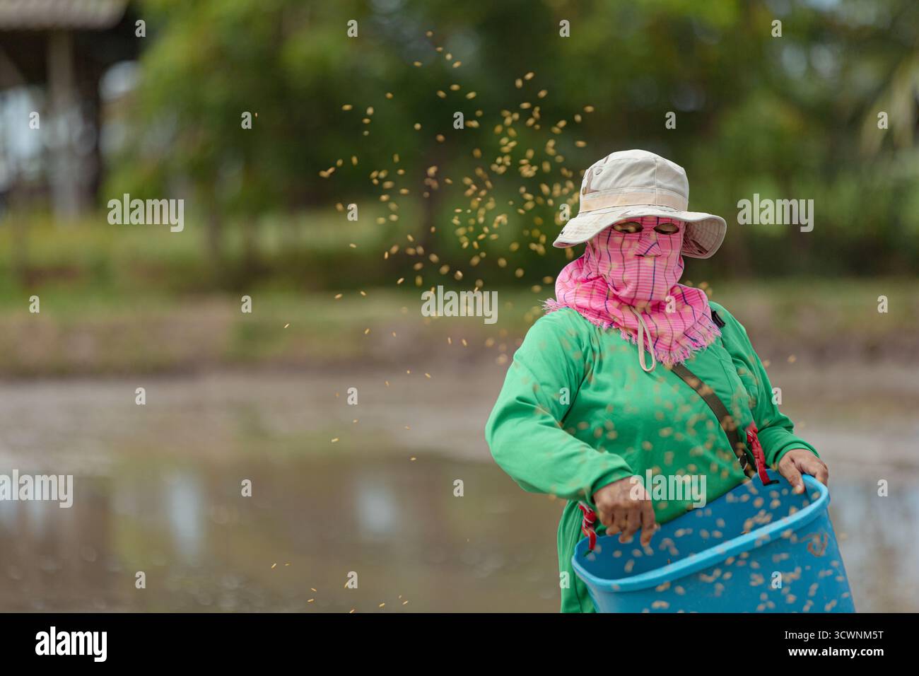 Agriculteur thaïlandais dispersant des graines de riz à la main dans une rizière inondée Banque D'Images