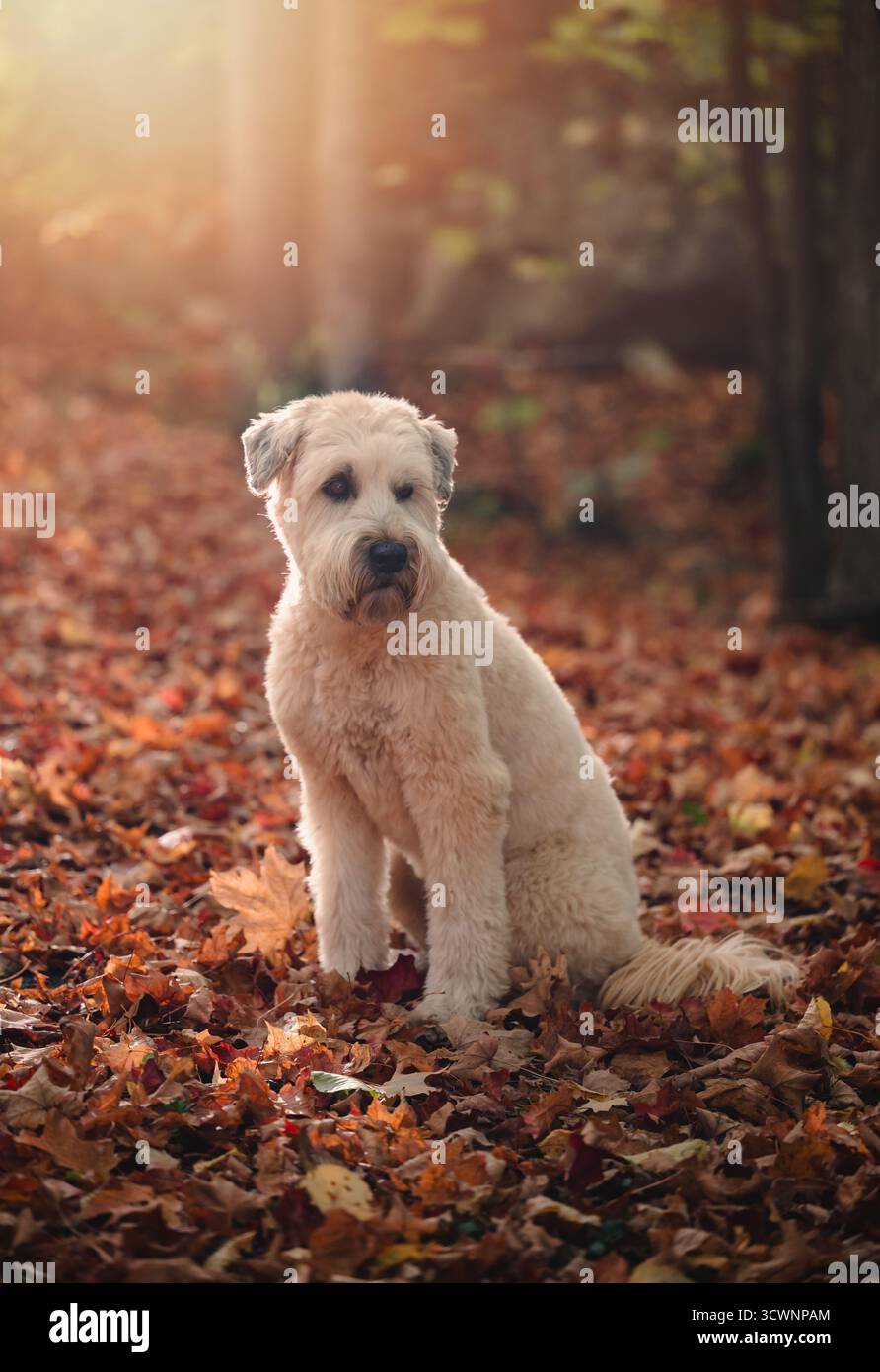 Chien terrier mignon à blé assis sur un sentier feuillu le jour d'automne. Banque D'Images
