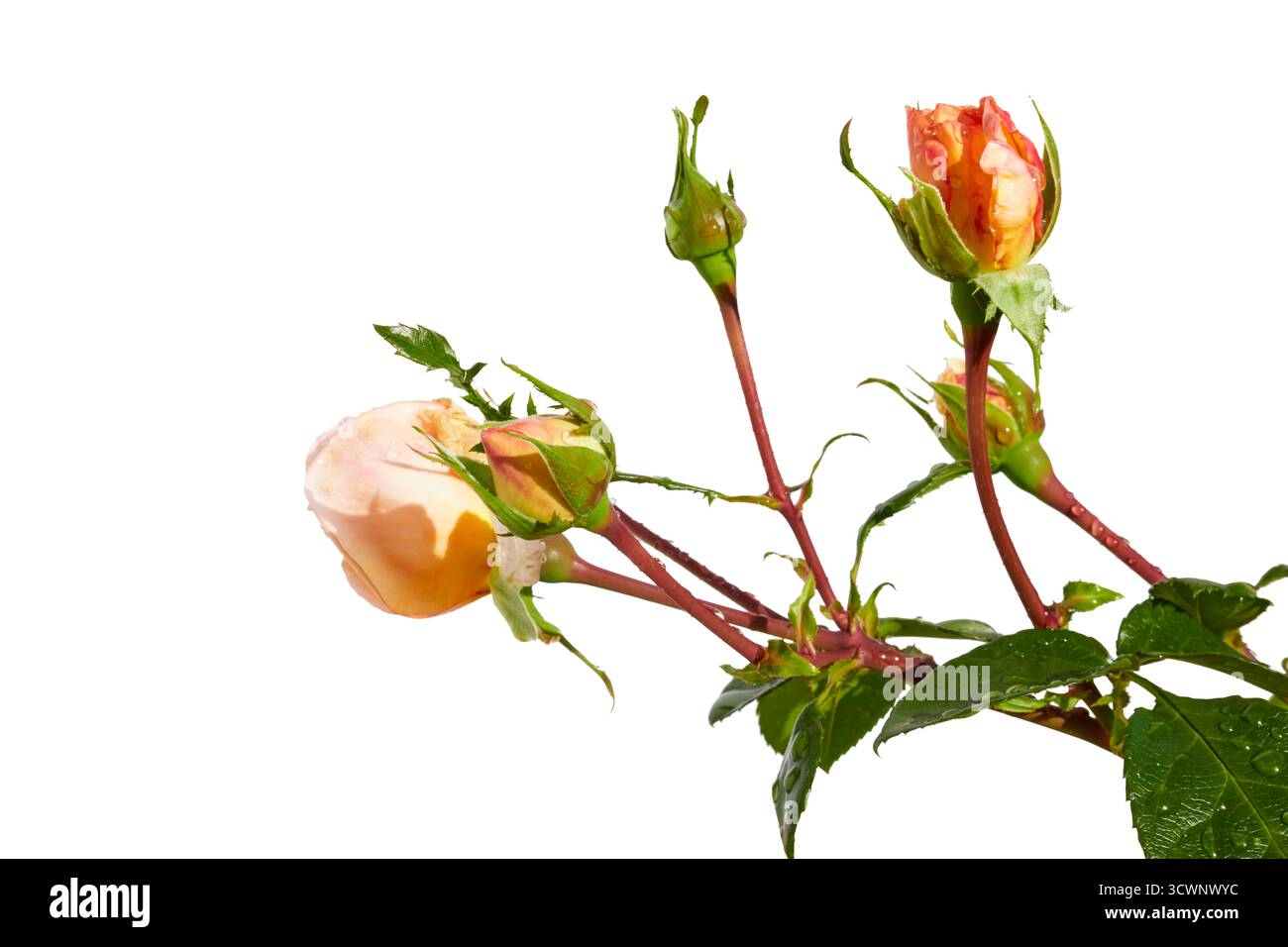 Roses orange isolated on white Banque D'Images
