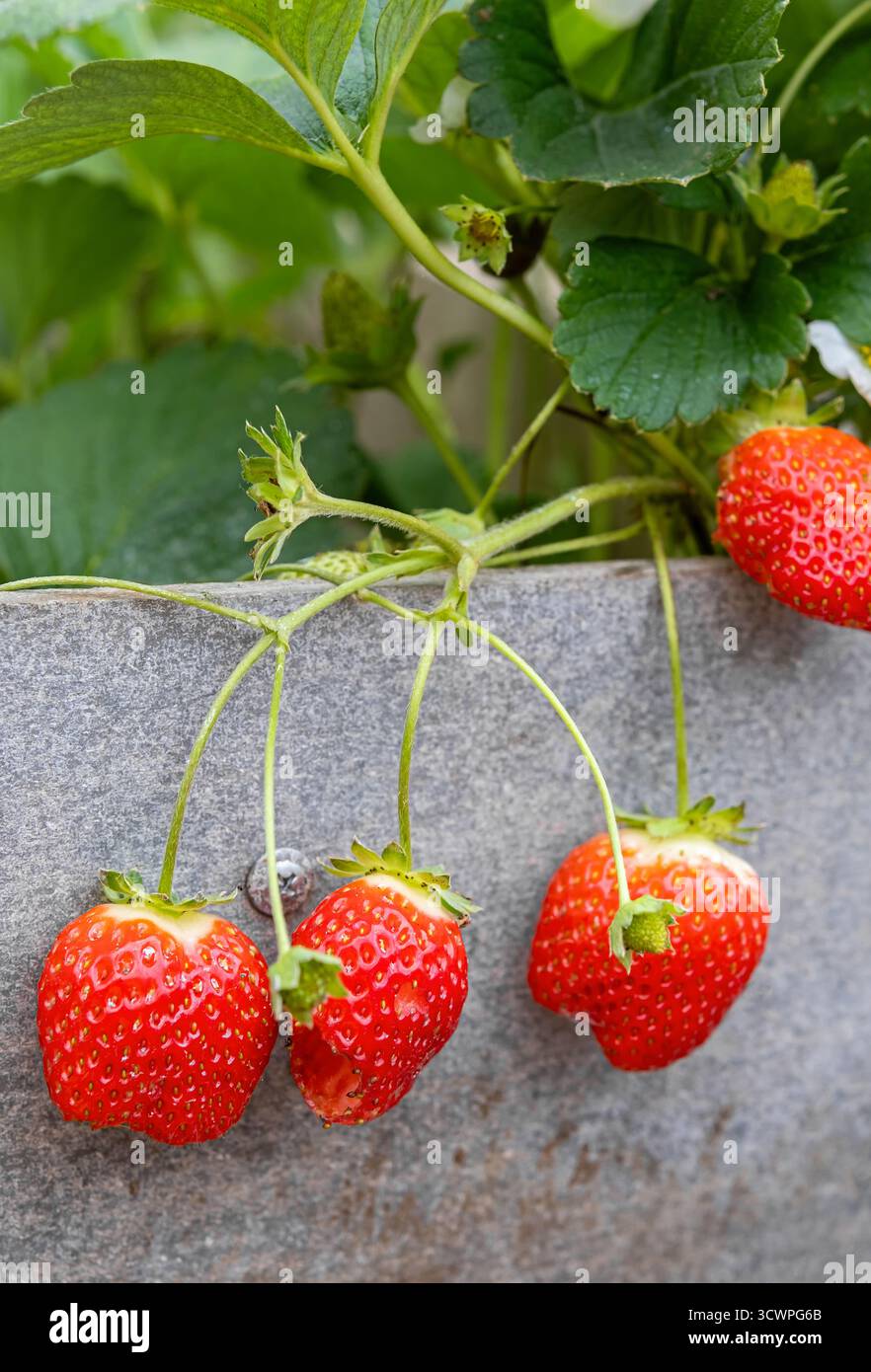 Fraises de serre juteuses mûrissant par temps froid. Une baie rouge vif montre des dégâts de morsure de limace. Jardinage d'hiver, fruits biologiques sains, sust Banque D'Images