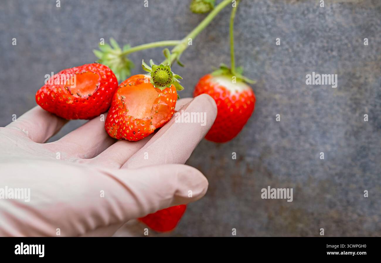 Main gantée tenant la fraise avec des dommages visibles de limaces en serre, cultivée pendant la saison froide. Montre le risque phytosanitaire des cultures, fruits biologiques, WINT durable Banque D'Images