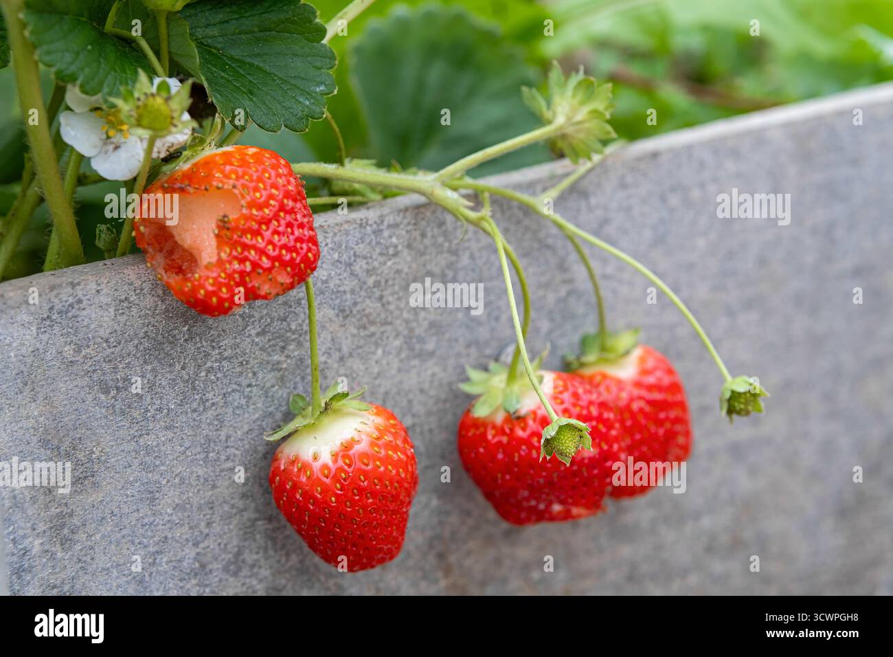 Fraise fraîche en serre pendant la saison froide, avec des dommages visibles de limaces sur une baie. Culture biologique, production alimentaire durable, rouge mûr f Banque D'Images