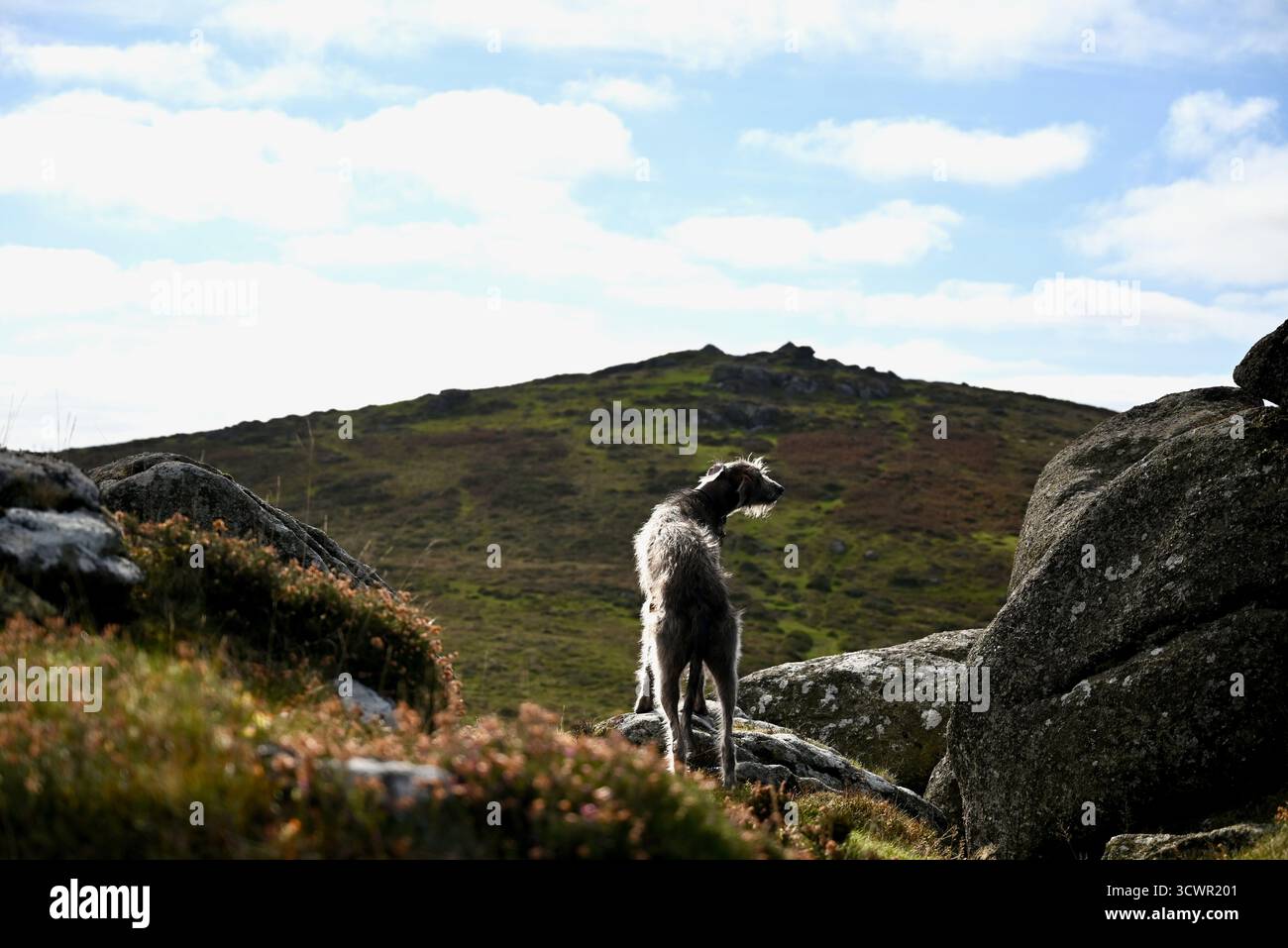 sur dartmoor devon avec un chien de loup une femme blonde marchant randonneurs glace van poney vache roches mur de pierre sèche un insecte et une journée ensoleillée Banque D'Images