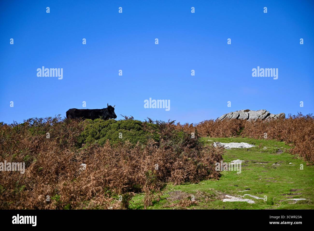 une vache noire sur dartmoor devon avec un loup chien une femme blonde marchant randonneurs glace van poney vache roche pierre sèche mur un insecte et une journée ensoleillée Banque D'Images